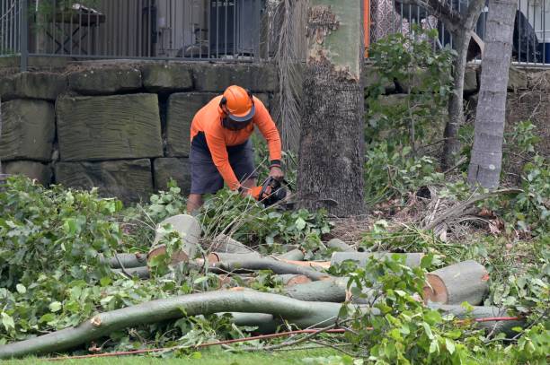 Bothell, WA Tree Services Company